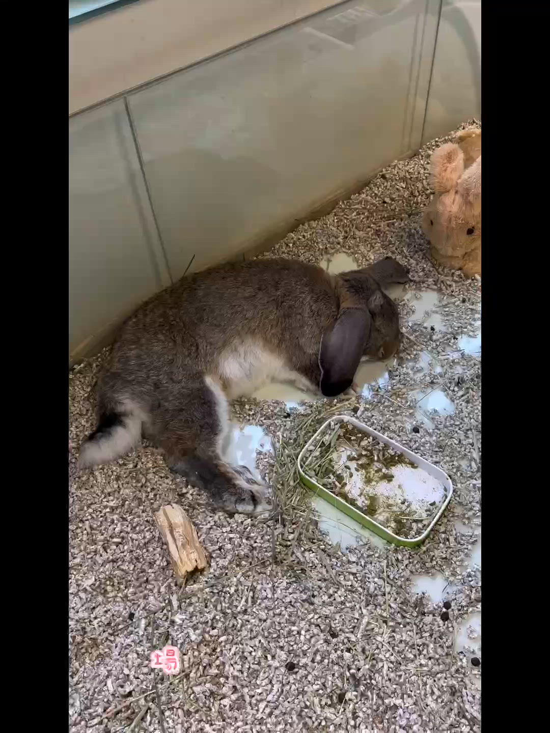 市區小動物樂園 🐰🐍 週末好去處！