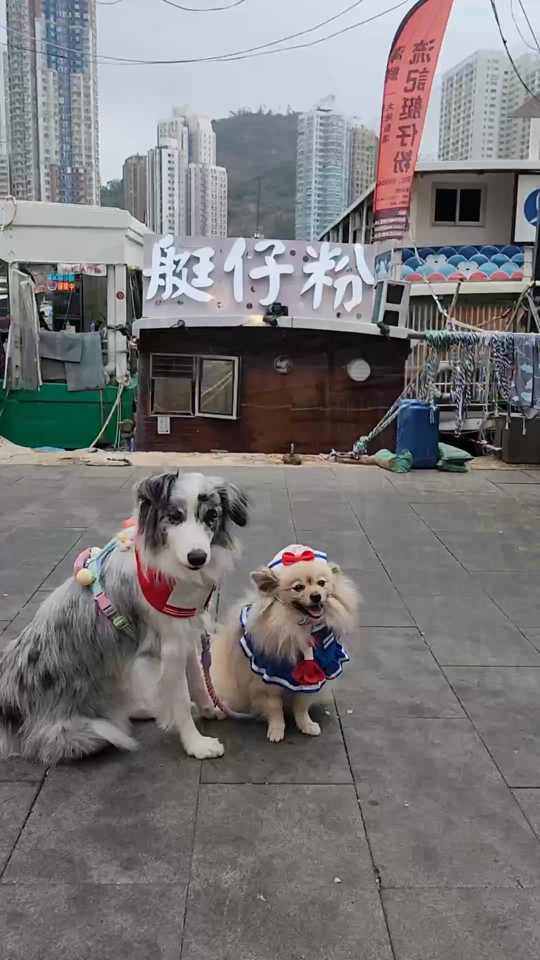 阿Bu🐶 & Moko🐾登船日記