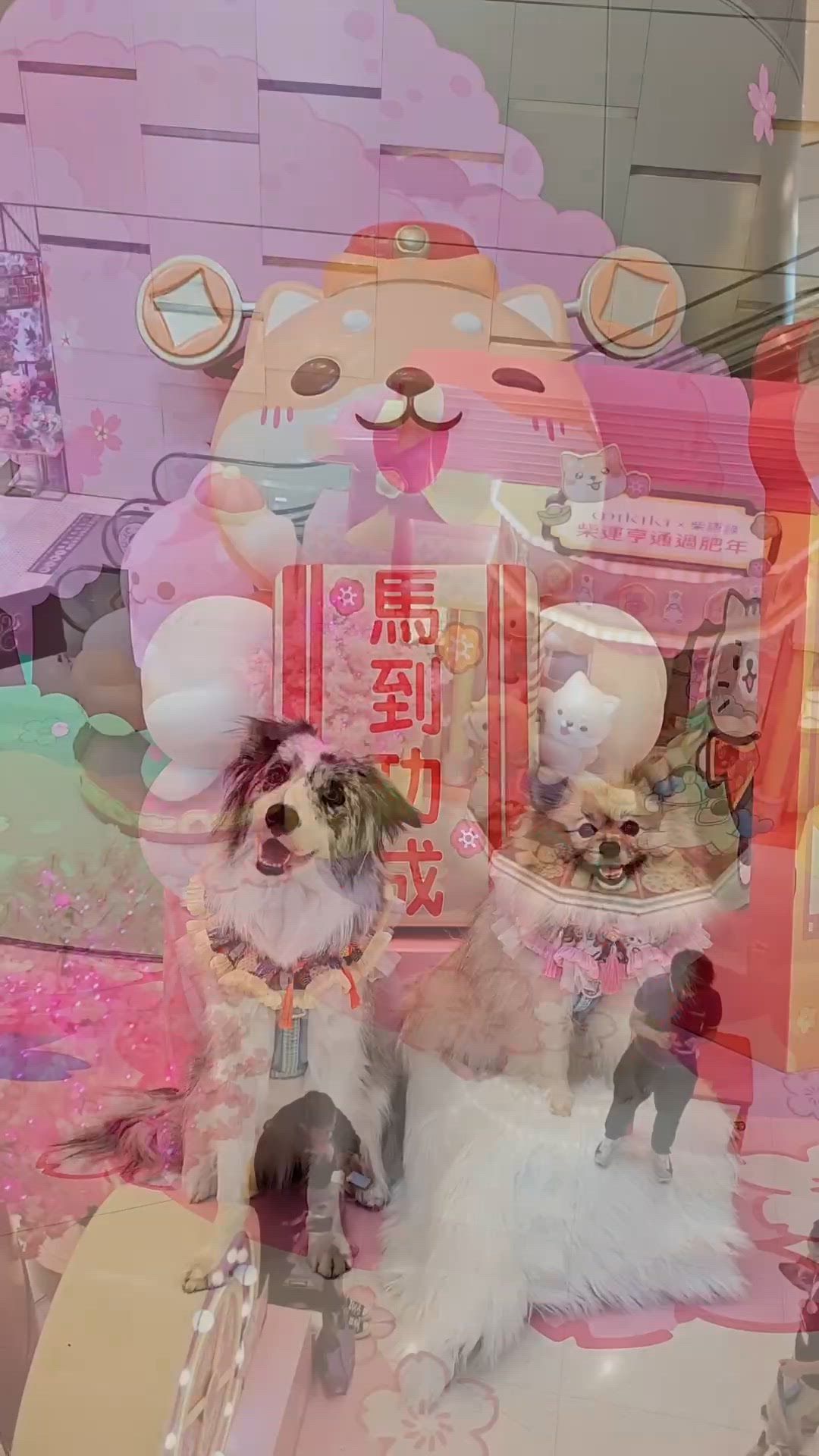 柴運亨通過肥年