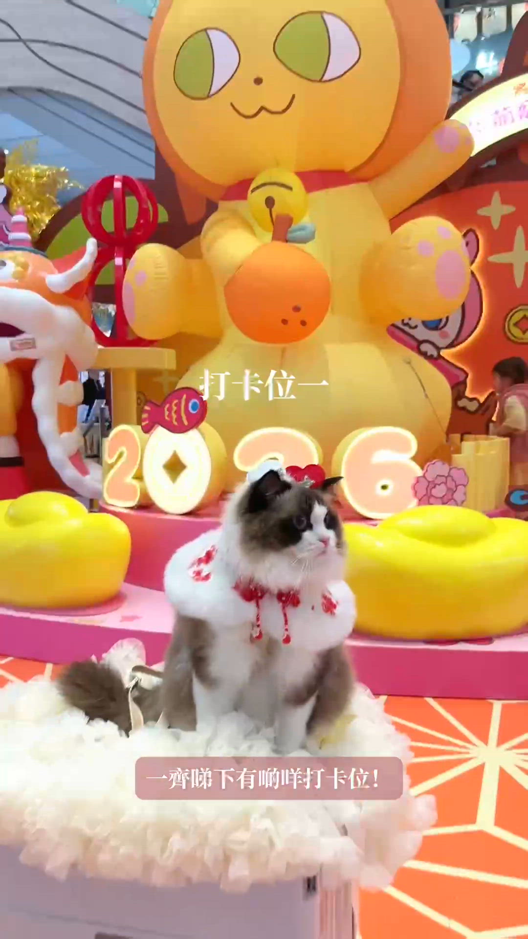 將軍澳柑柑貓！🐈🌸💯