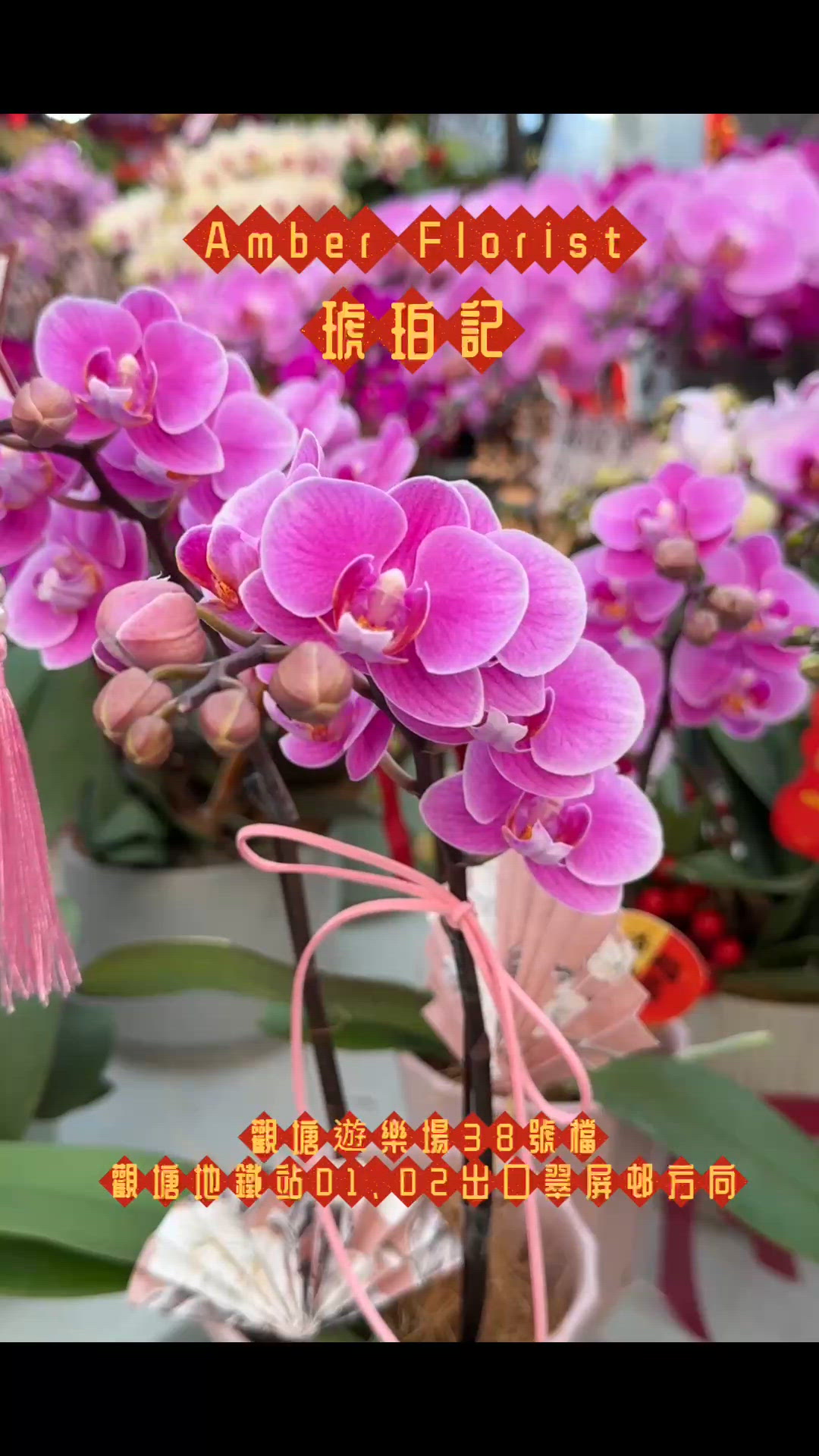 💓觀塘年宵市場買蘭花好去處‼️琥珀記🌷