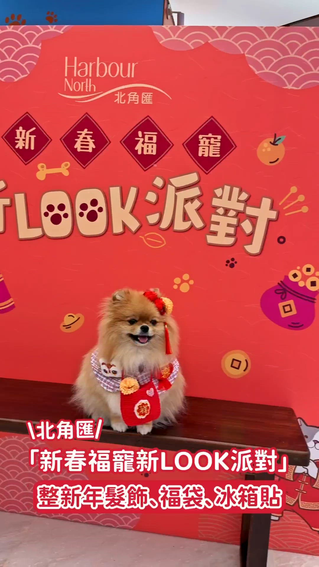 新年扮靚靚，毛孩都開心！🐶🐱✨