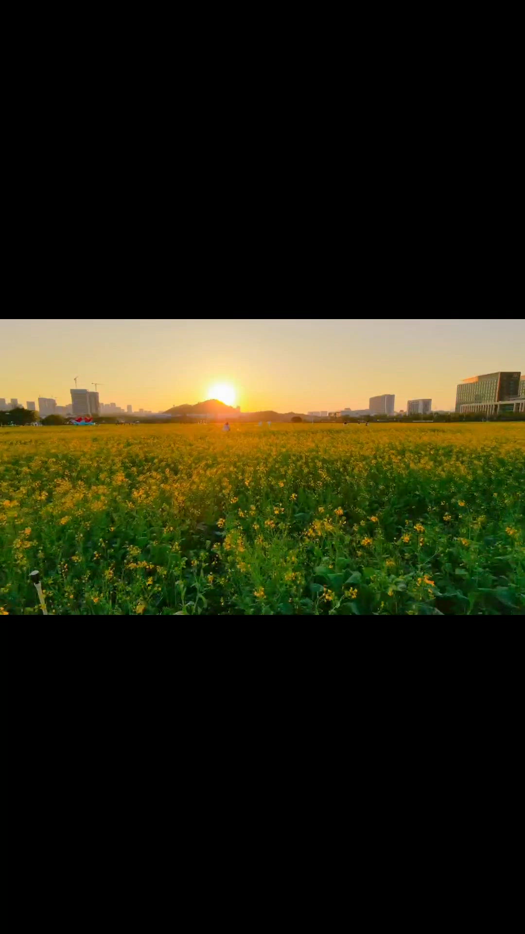 深圳親子好去處🌼絕美油菜花花海