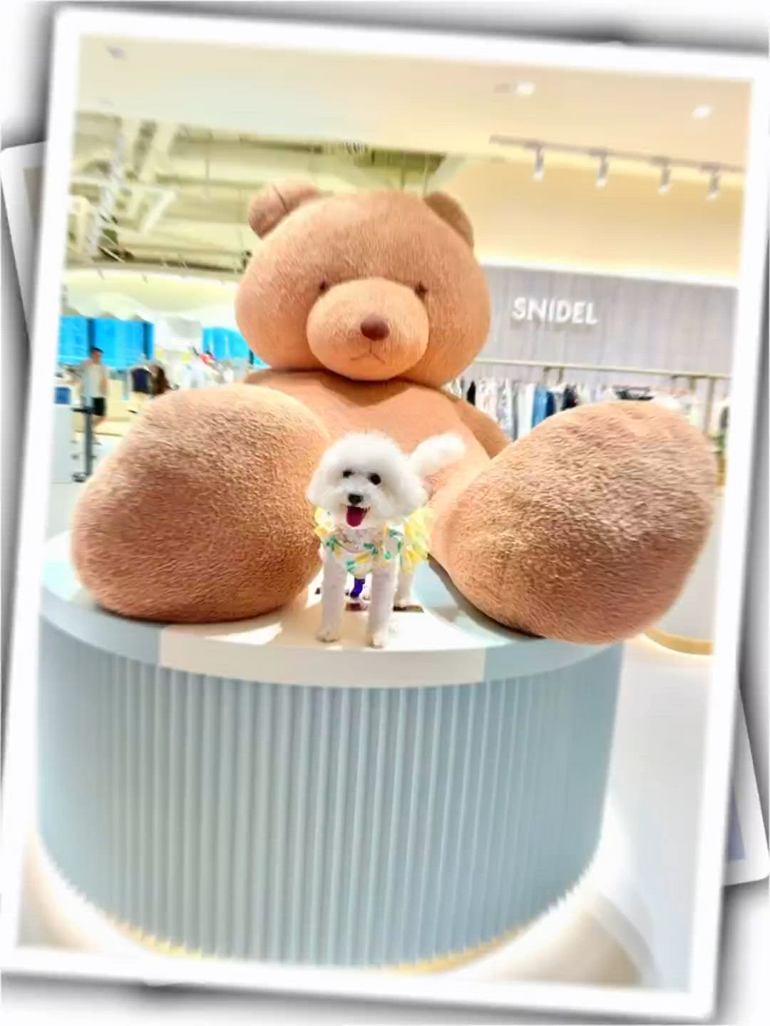 日本人氣寵物友善Gelato Pique Café 🐶✨