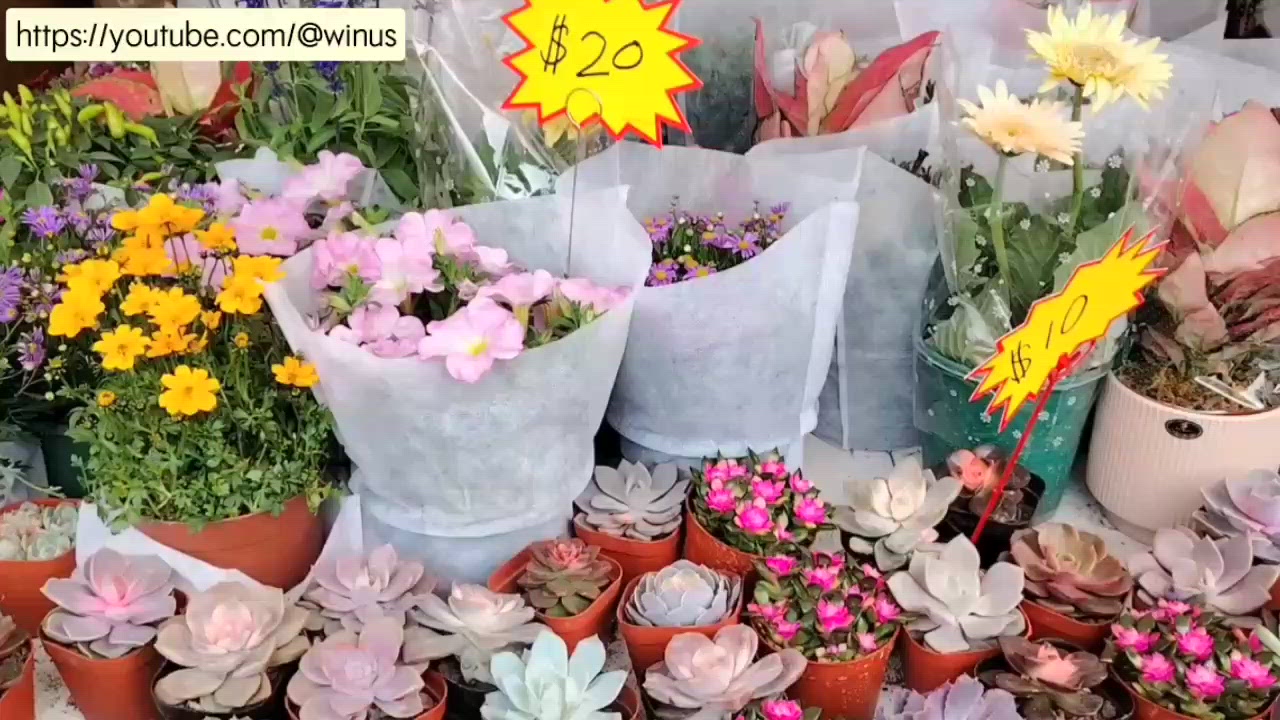 2026香港花展直擊 🌸 好有香港特色的一年! #香港好去