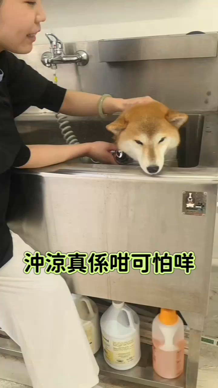 沖涼使唔使咁驚呀？
我地狗生第一次出去做寵...