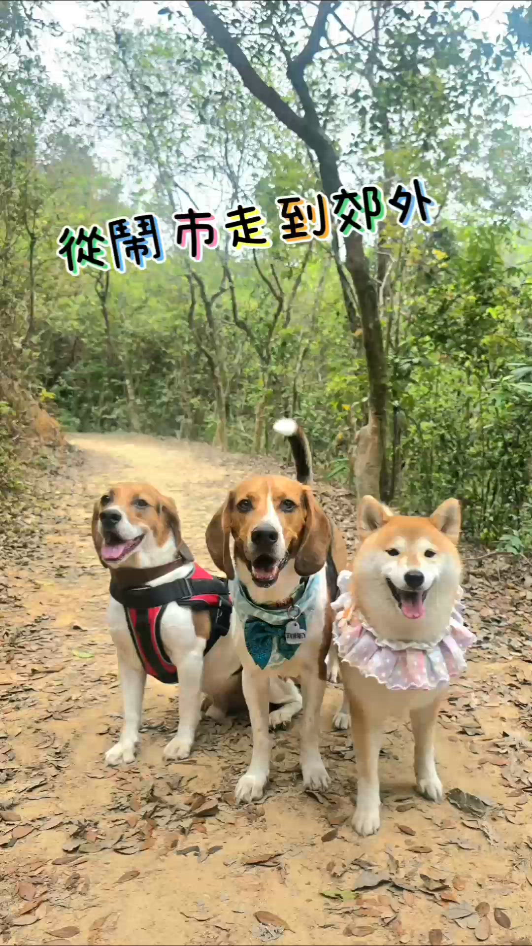 細佬仔Dolby帶我哋去行山, Tobey Coco好開心呀