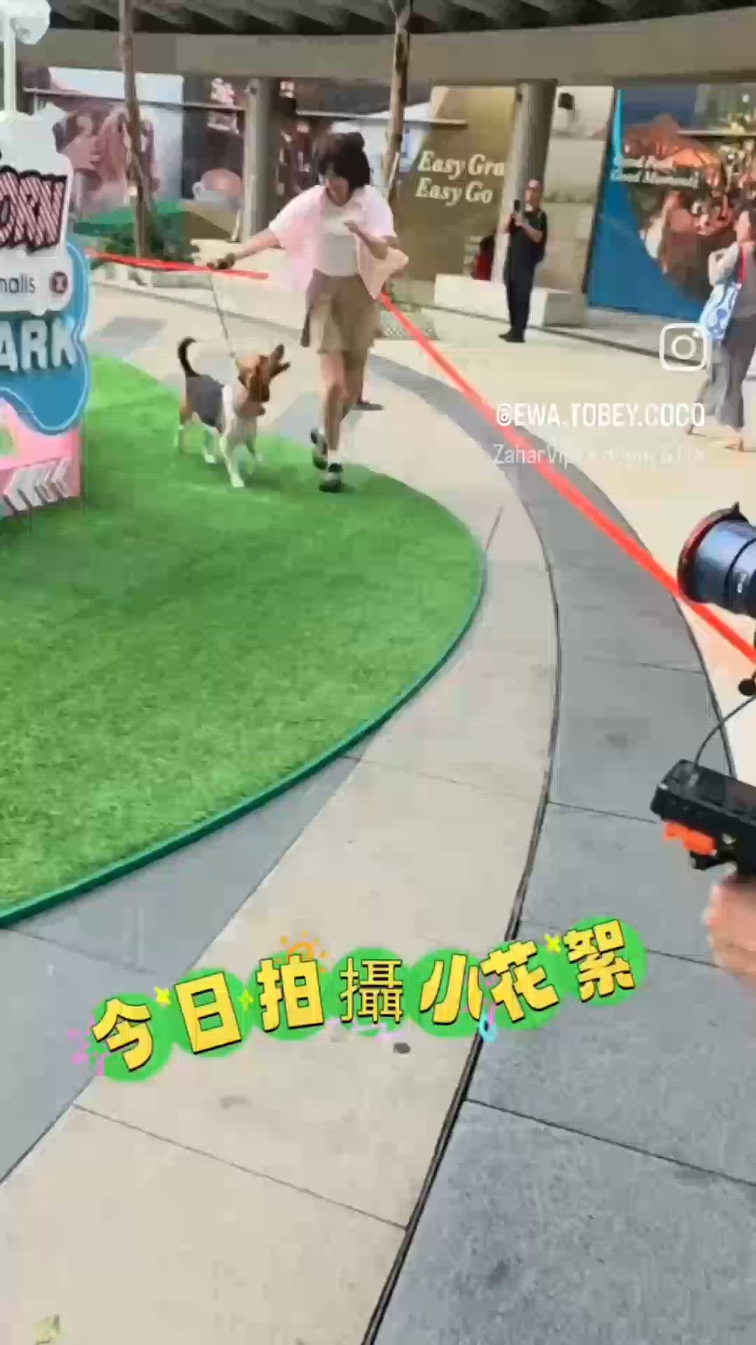 Tobey係第一隻狗狗進入popcorn1嘅寵物公園. 新㗎