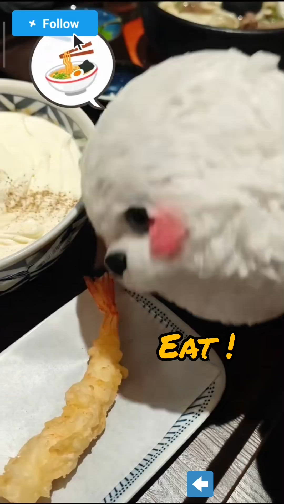 Foca - 圍巾擋烏冬🧣 - Wowdon