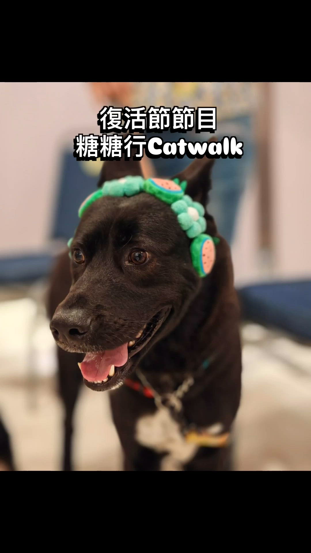 超勁🍬 糖糖行catwalk零難度！🐾