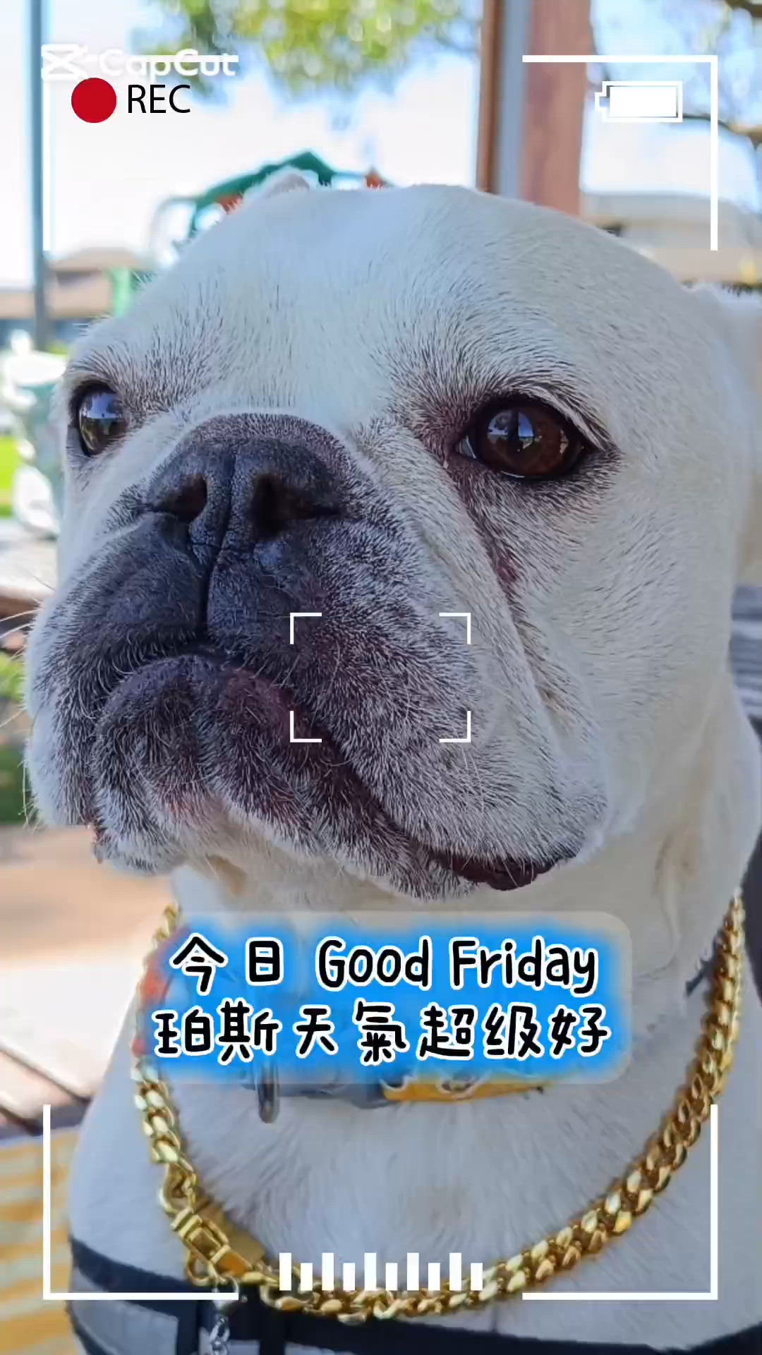 【西澳毛毛日記｜復活節假期 🐶🌿】