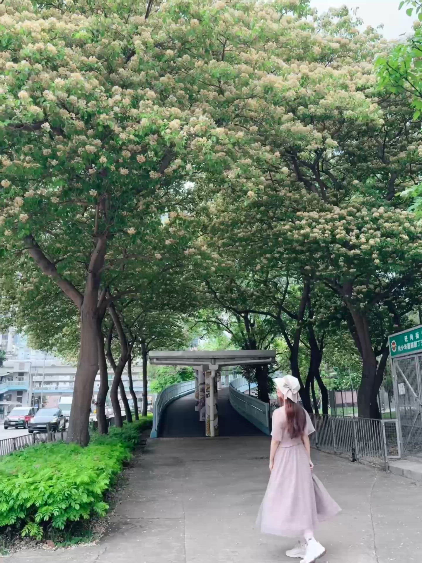 大角咀最美魚木花🫶🏻