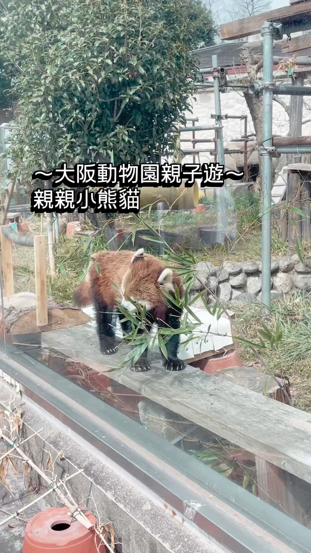 大阪動物園親子遊～親親小熊貓