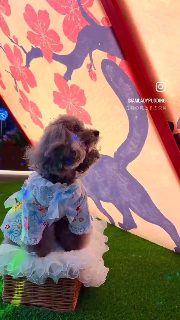 唔洗✈️都可以去到日本🇯🇵