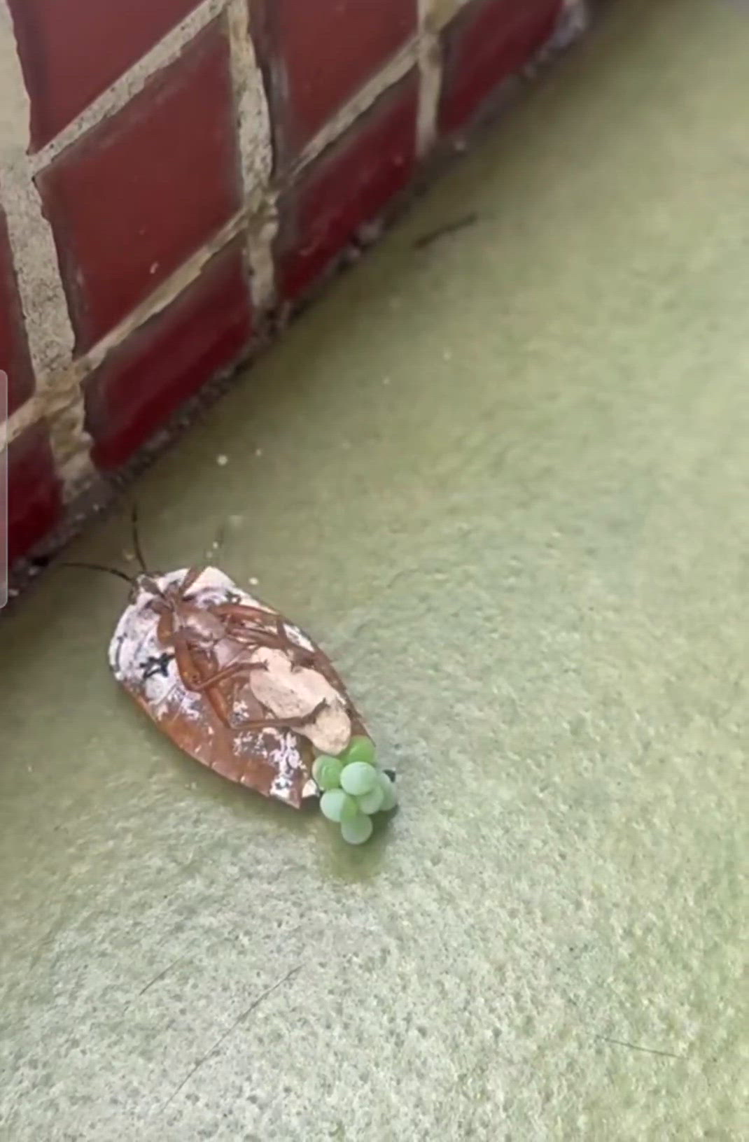 抱住舊石頭會易生啲？