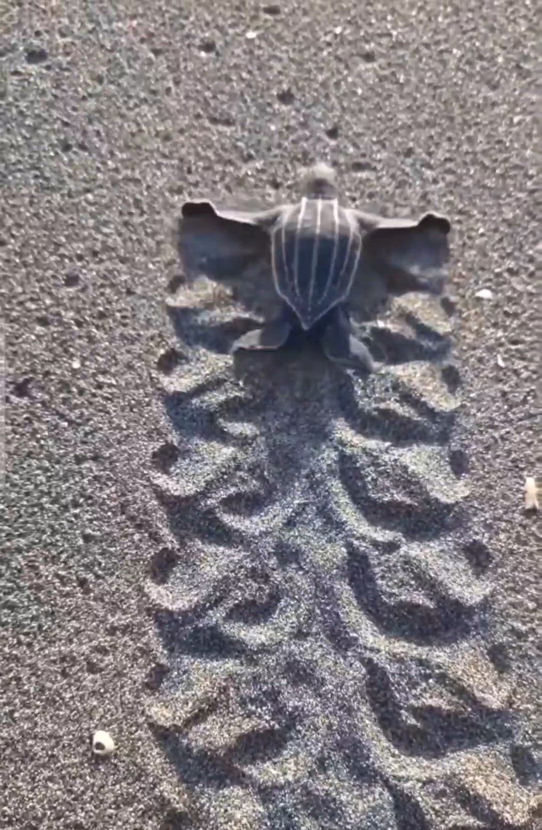 原來這是小海龜的腳印
以前在沙灘上看到以為是輪胎痕{{...