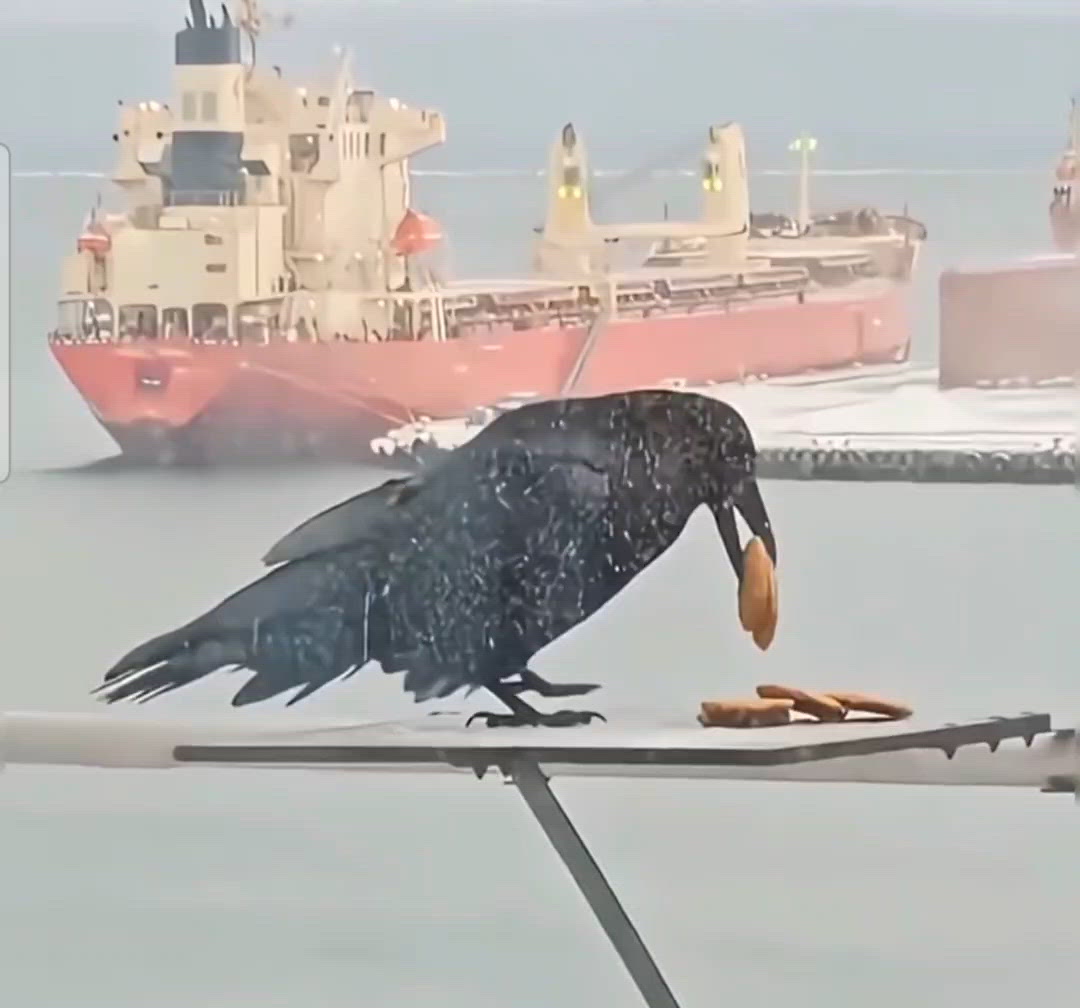 烏鴉有牠的堅持 能一趟 絕不走第二趟{{hket:c...