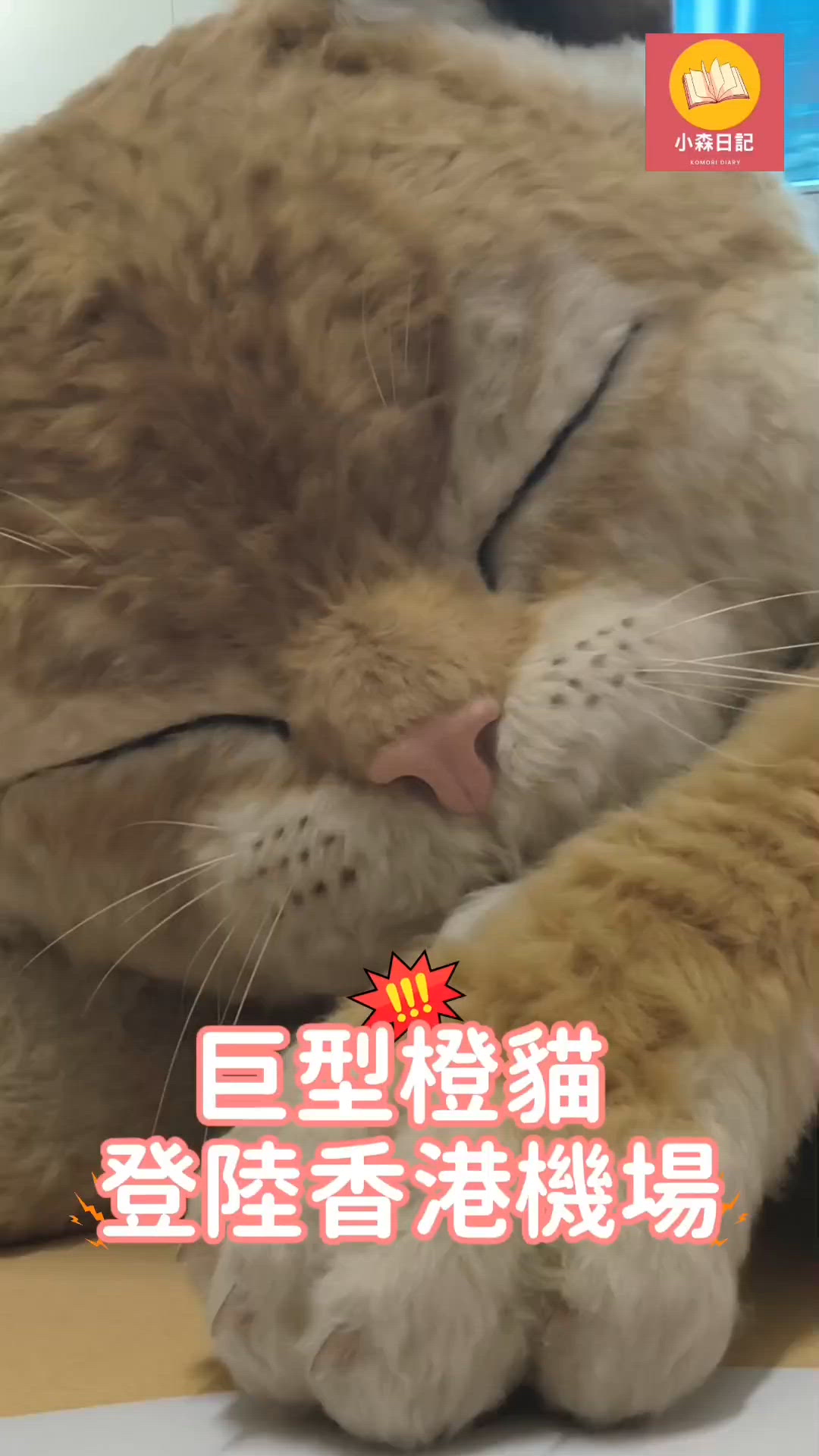 香港機場巨橙貓 耳尾擺動超療癒