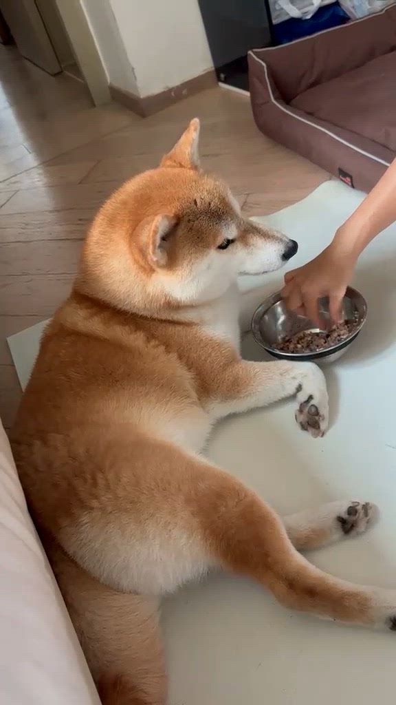 食緊袋鼠肉+牛肉, 都要咁樣餵. 公主病到極點🫣

狗狗要