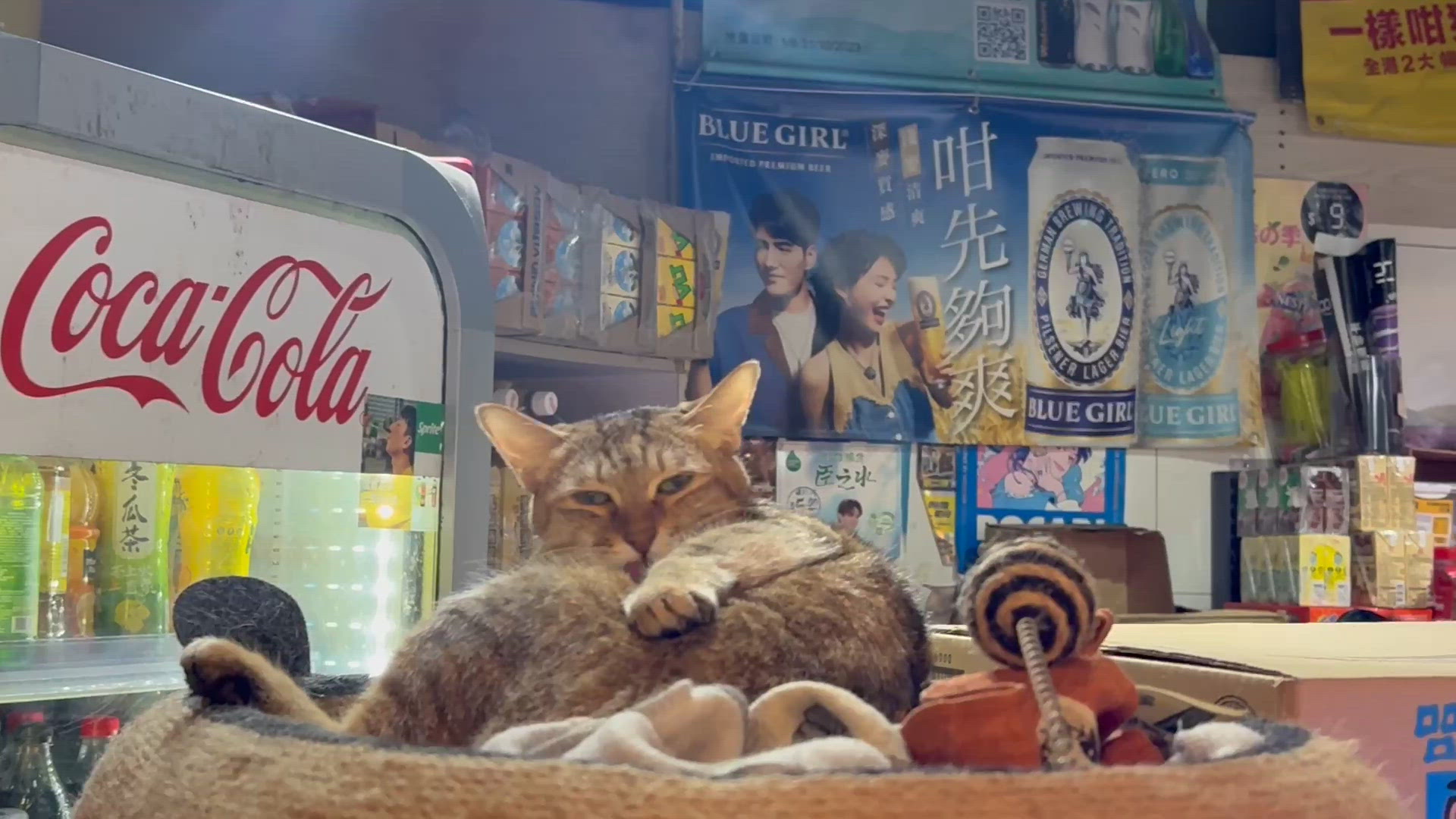 何文田村街市內的貓店長