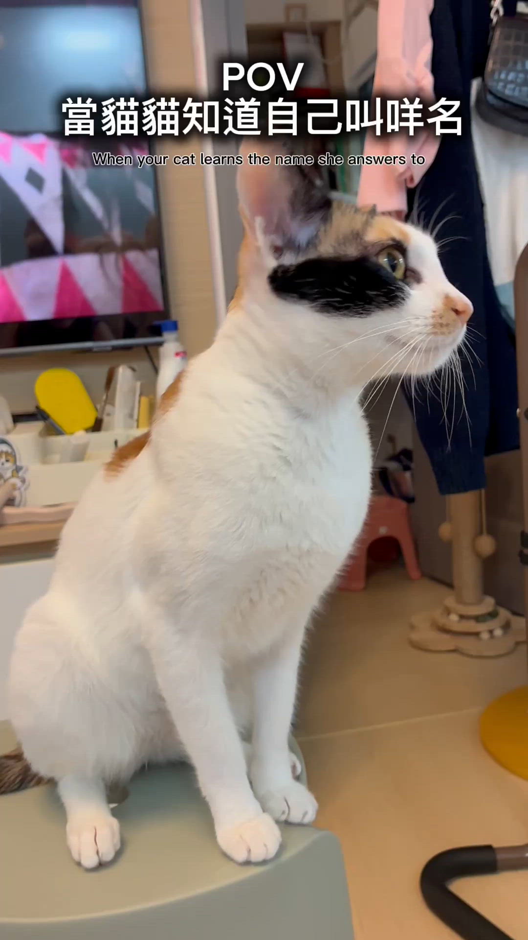 🐱小吉B一歲啦！媽咪好感動！🥳