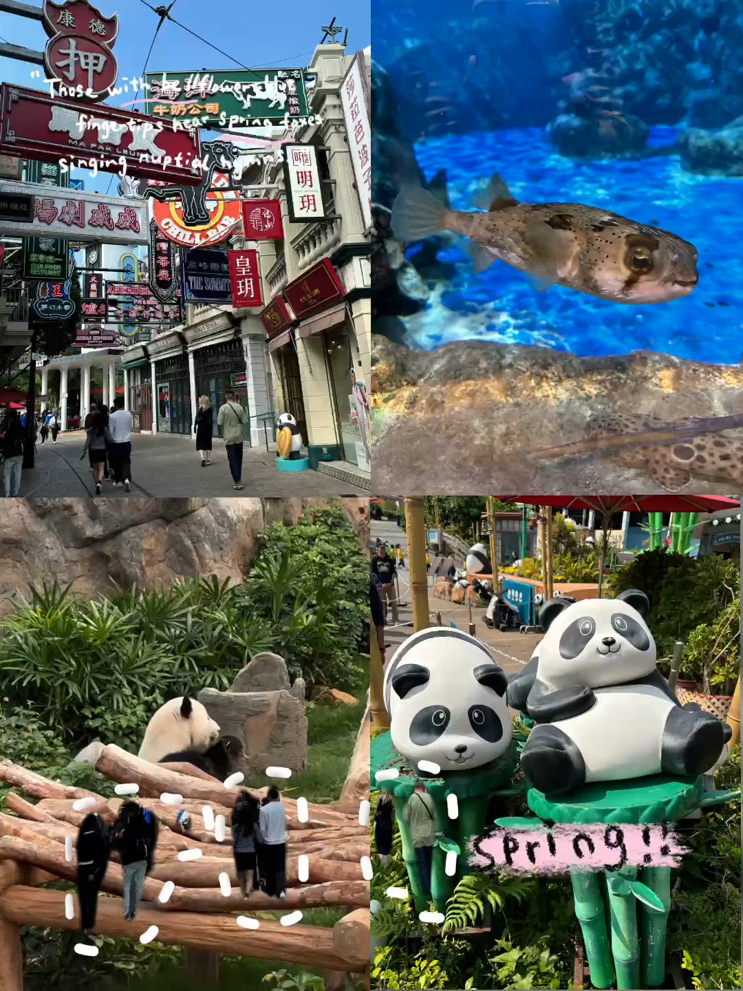 🐼 🐧 海洋公園：一次過捕獲陸地萌主與極地巨星