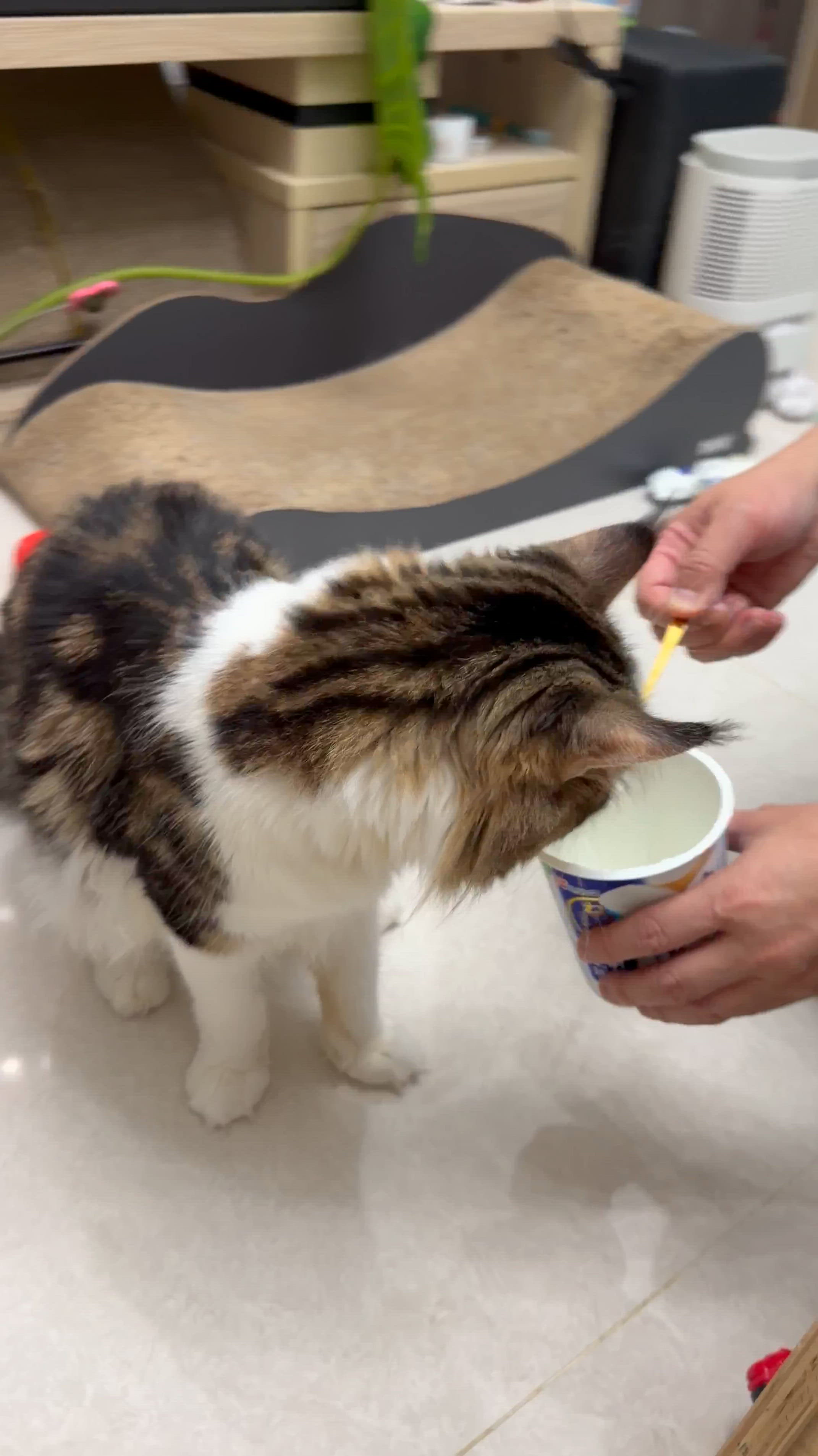 貓奴注意！Bagel仔食乳酪無問題！