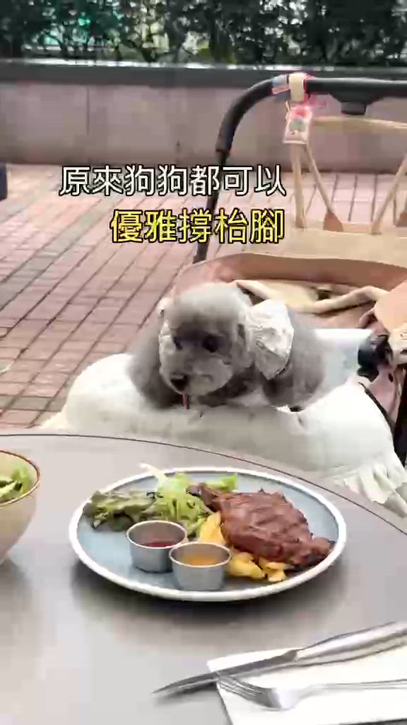 人寵撐枱腳