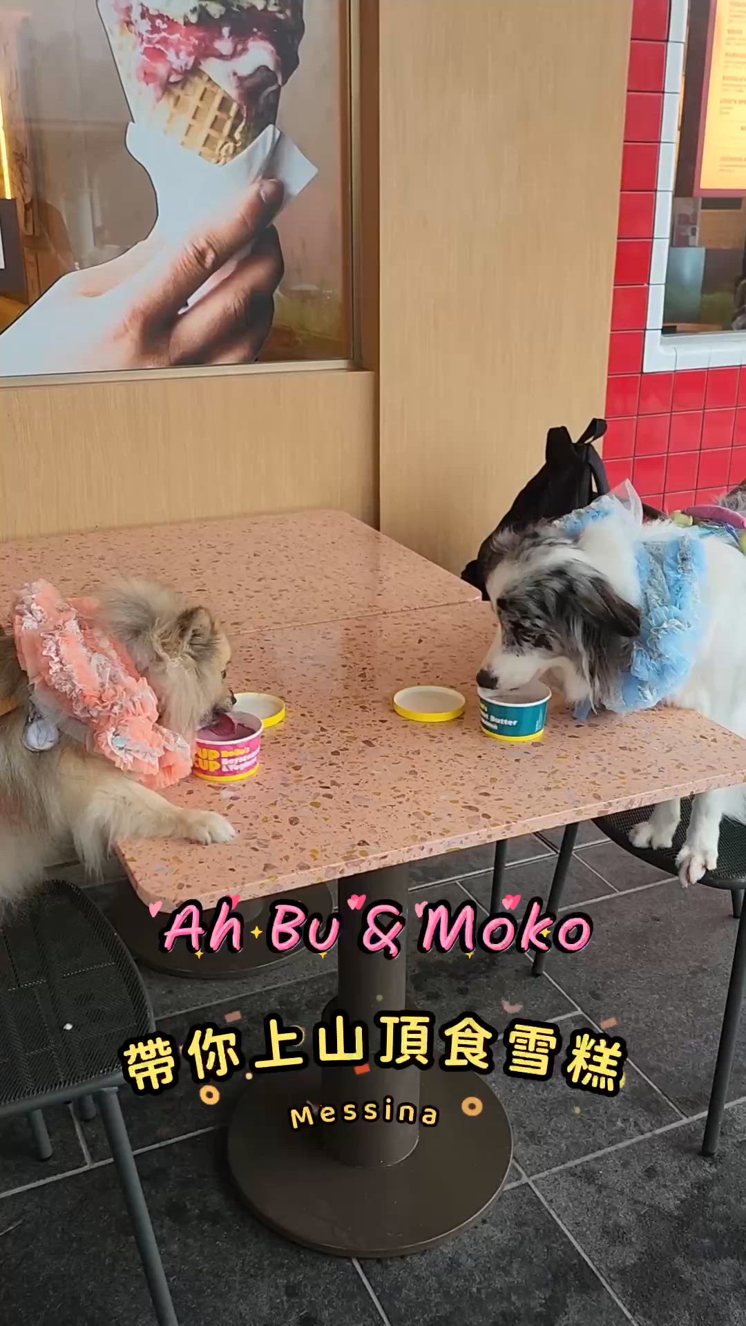 狗狗都有Gelato?!🍨🐶
