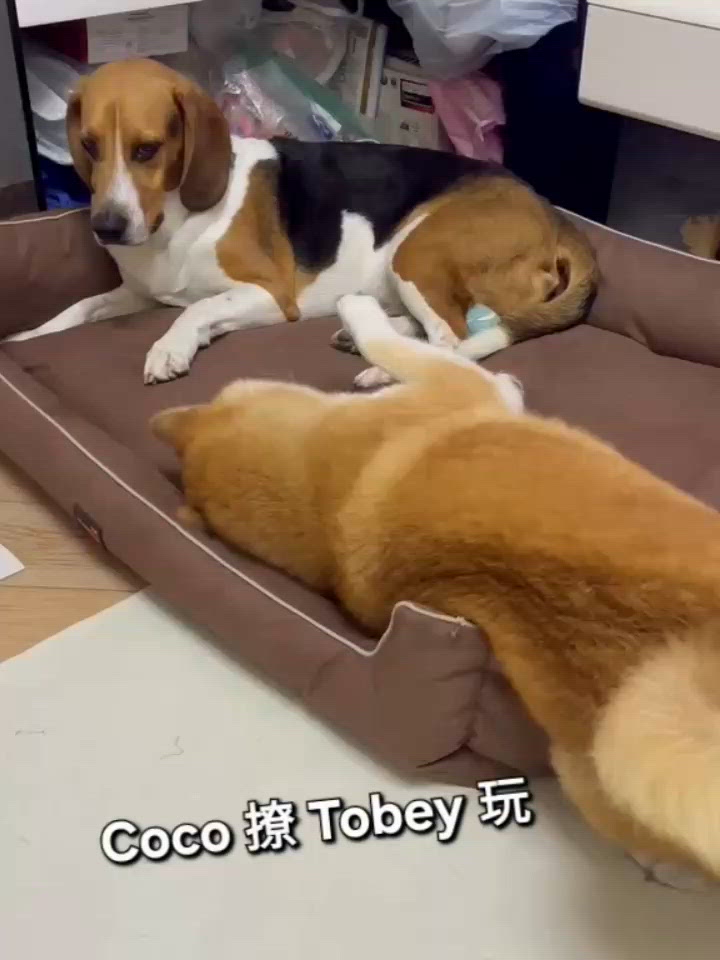 兄妹日常！Coco係咁撩阿哥玩, tobey唔睬佢囉, 因為
