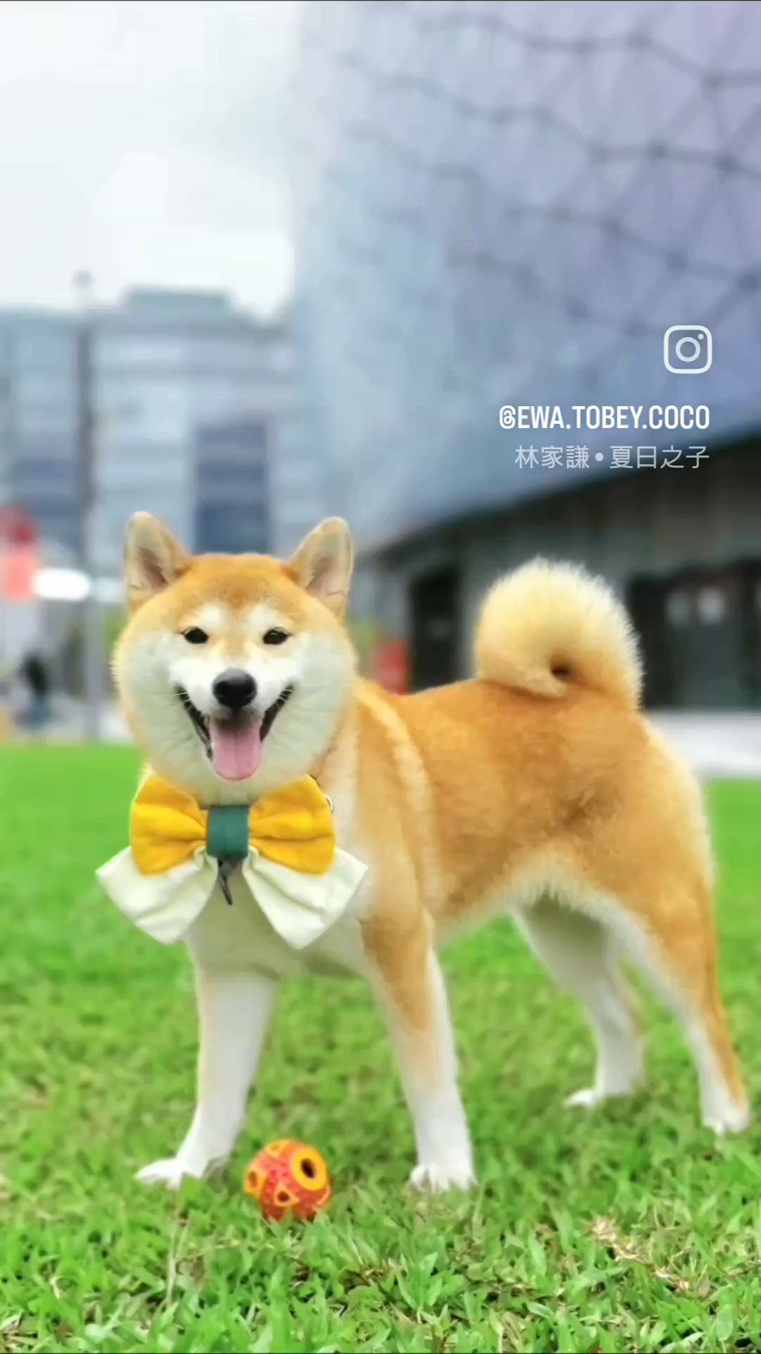 😄三個小可愛嘅啟德放風日😄
📸✨大巨蛋配綠油油嘅大草地
