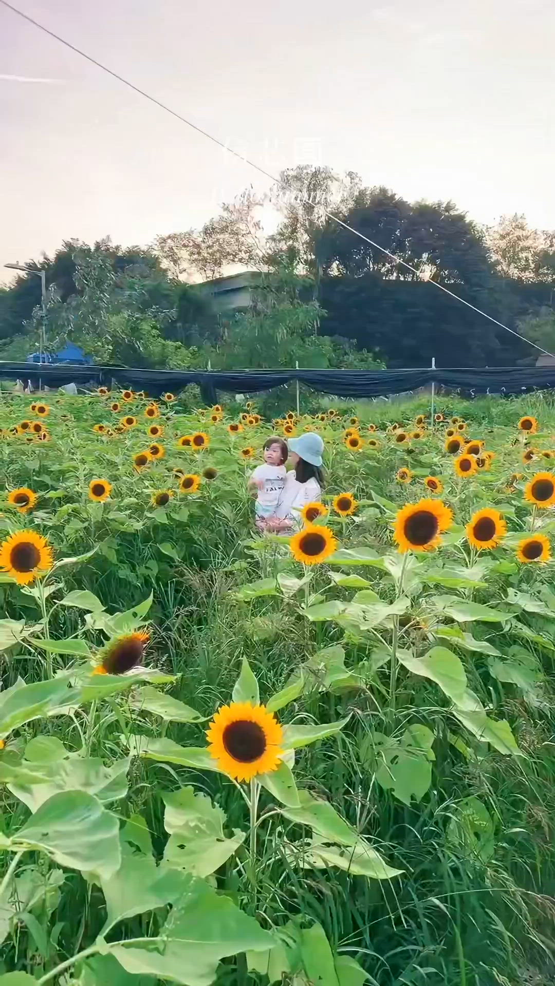 元朗信芯園｜向日葵花海🌻