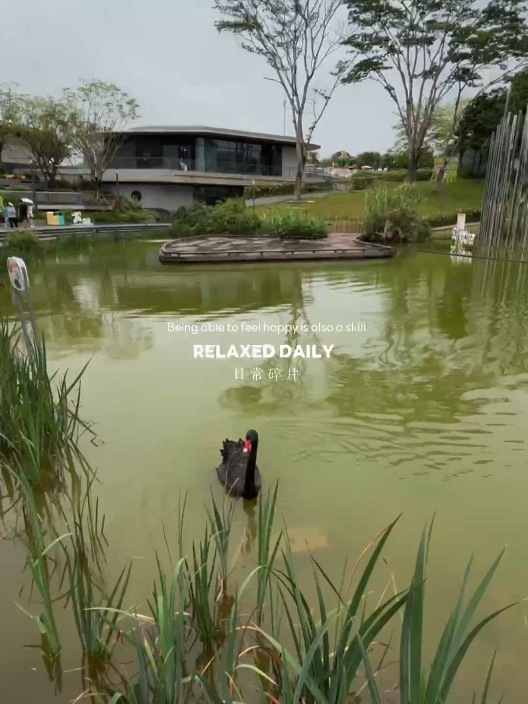 大運中心⛰️天鵝🦢+鬆餅🥞🌟