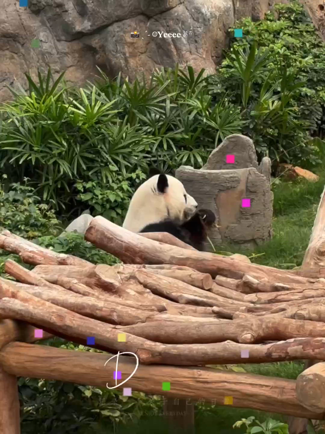 夢幻海洋公園!🐼親子看熊貓逛水族館超治癒