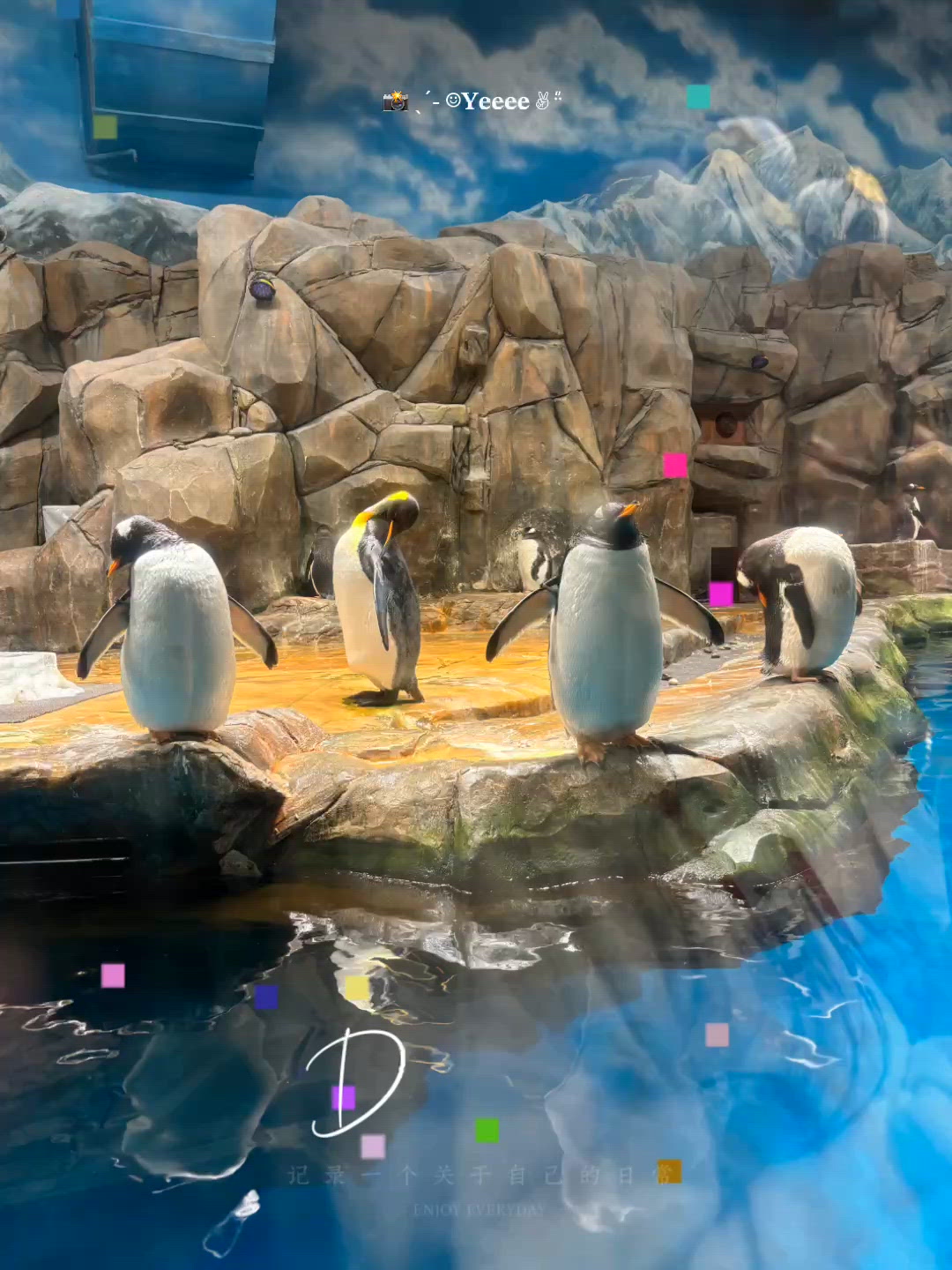香港海洋公園!🐧 探極地企鵝仔,室內消暑親子放電首選