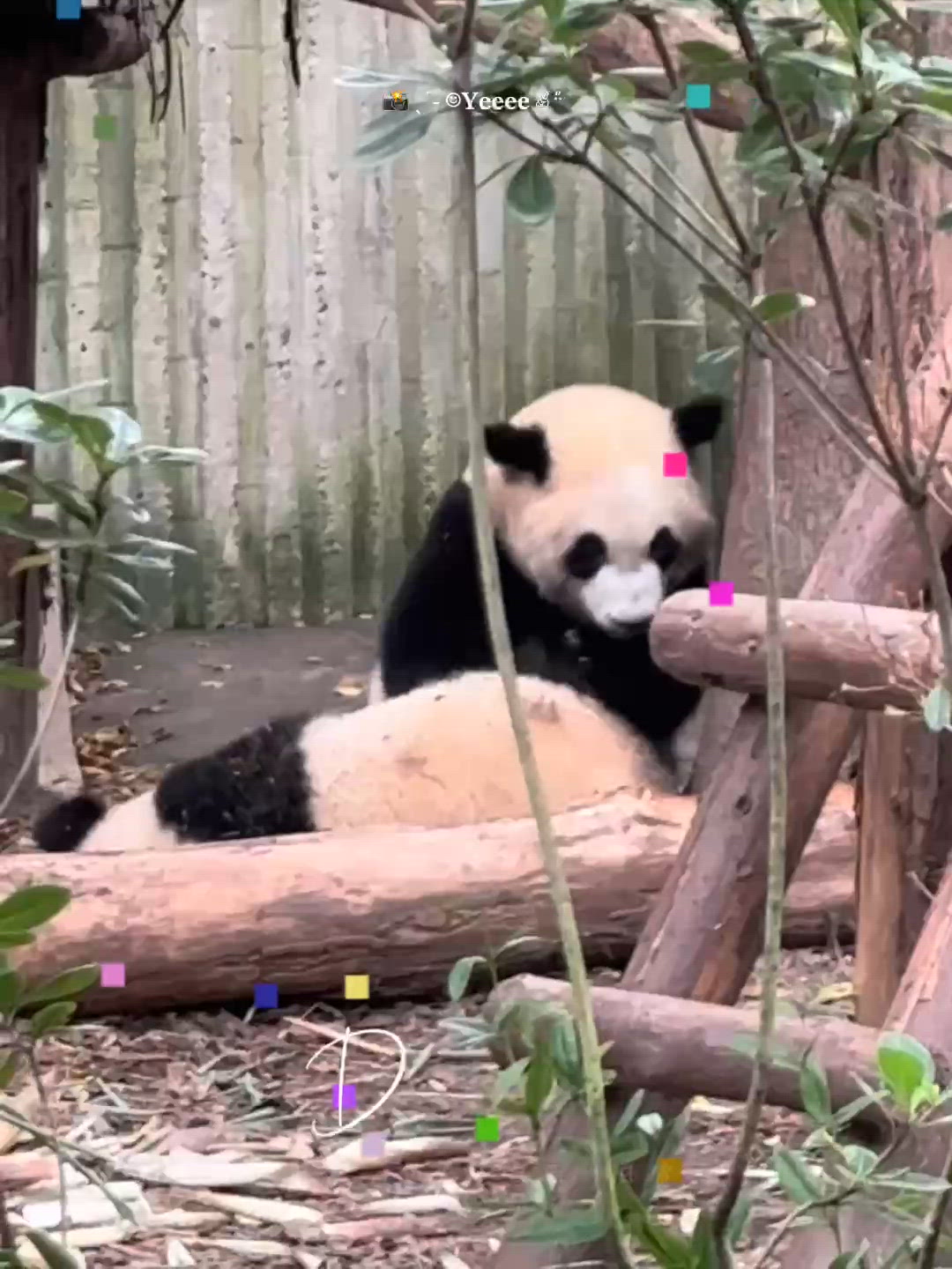 香港親子好去處!帶小朋友去海洋公園親探超萌熊貓家族 🐼🎋