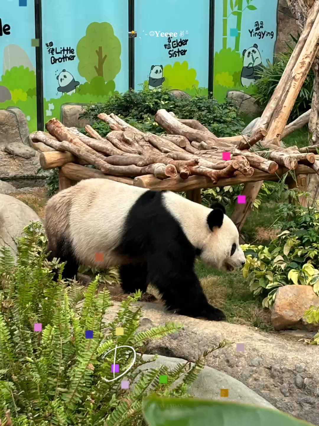 父親節溫馨放電巡禮!海洋公園探大熊貓 