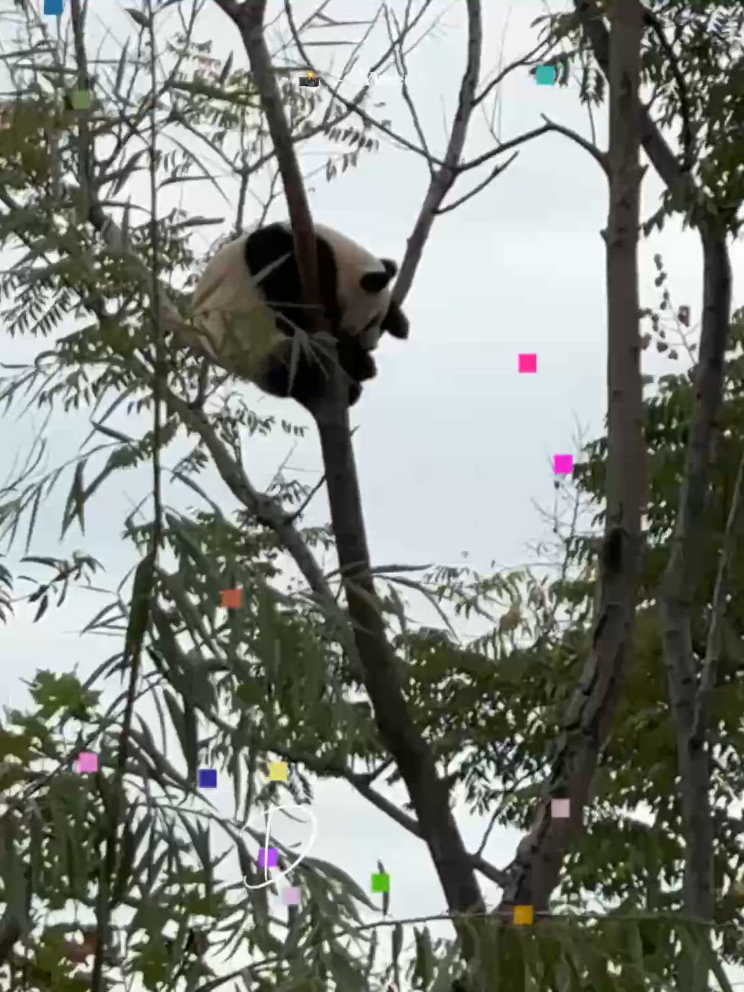 父親節溫馨放電!海洋公園探大熊貓 🐼樂