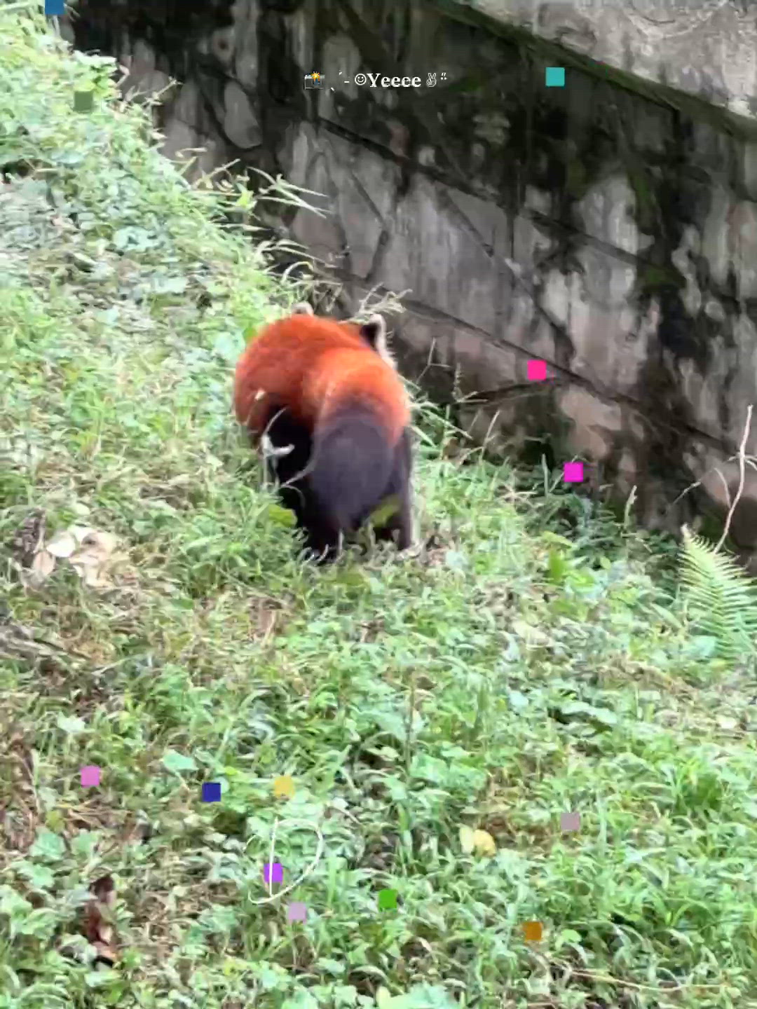 暑假溫馨放電!海洋公園探大熊貓 🐼暑