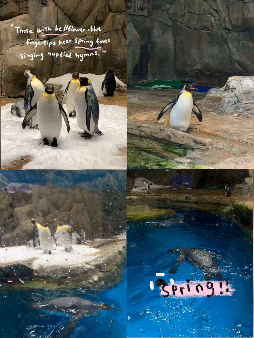 放假放電必去!海洋公園冰極天地睇企鵝,超療癒親子好去處 🐧❄️