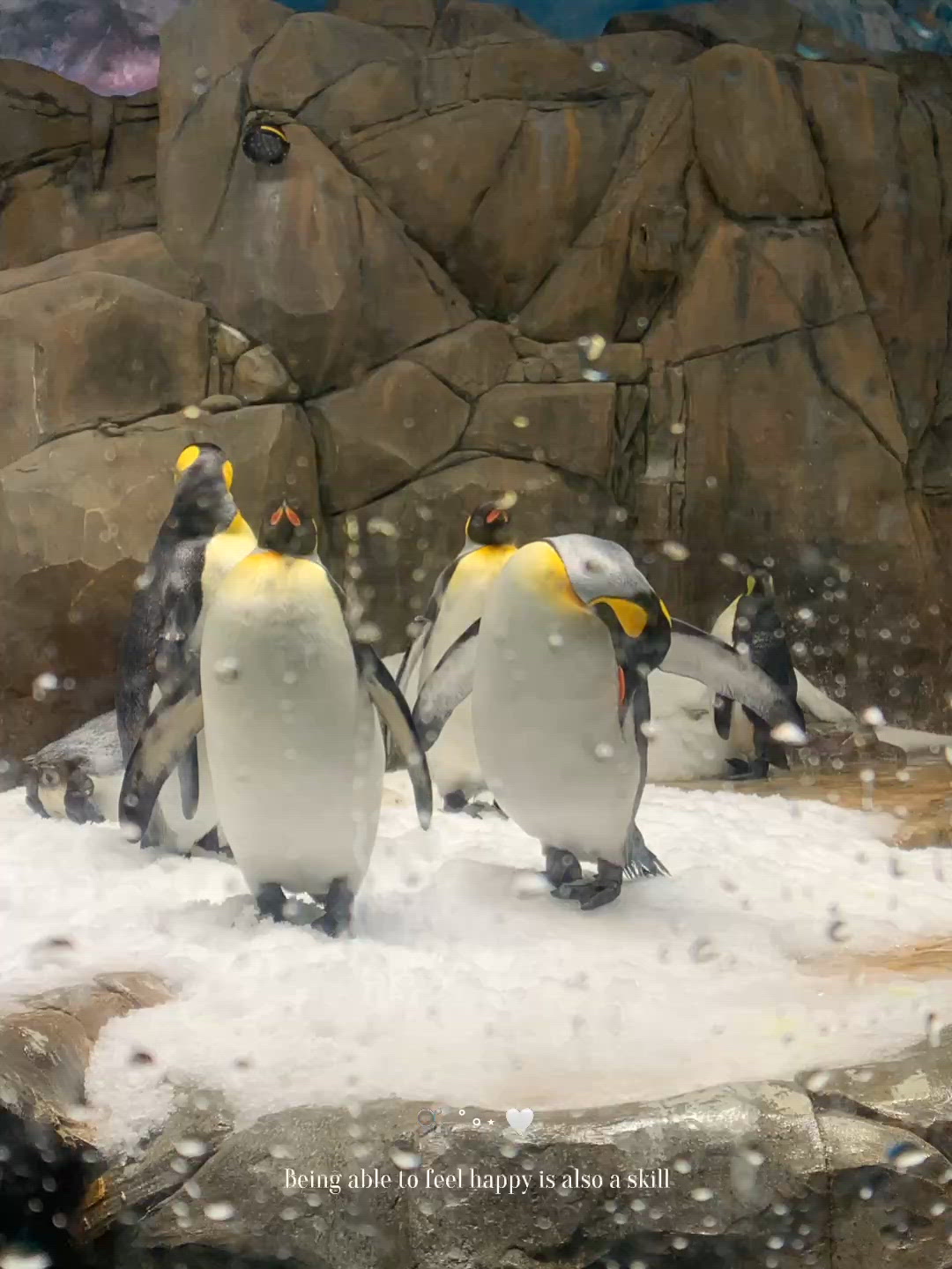 親子冰極樂！企鵝近距離睇🐧🌊