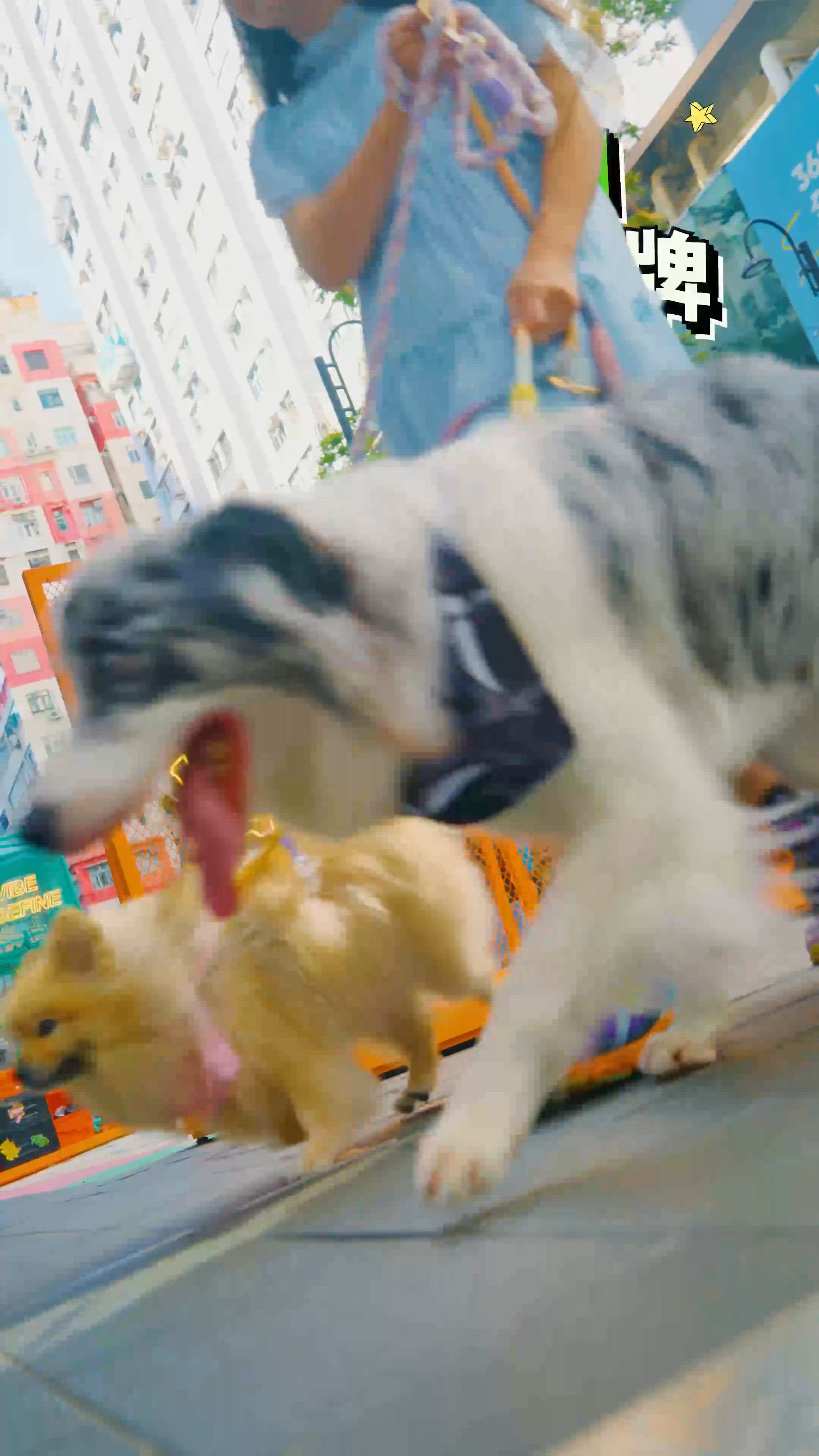 百德新街PETizen Day🐶,