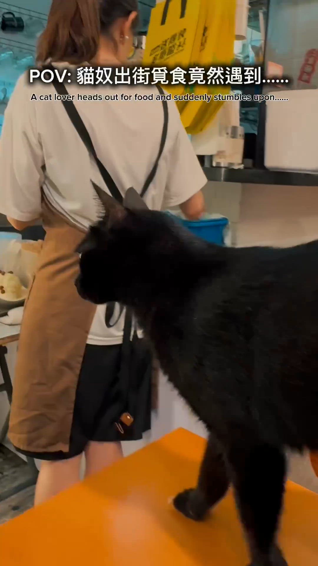 貓奴必訪！遇到撒嬌貓店長 😻🐾
