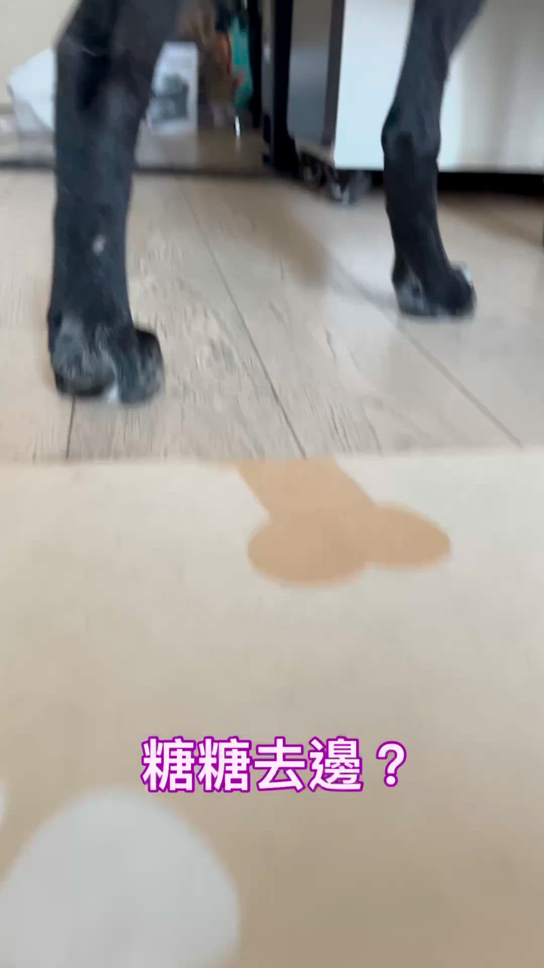 足願平安出零食🐶💕