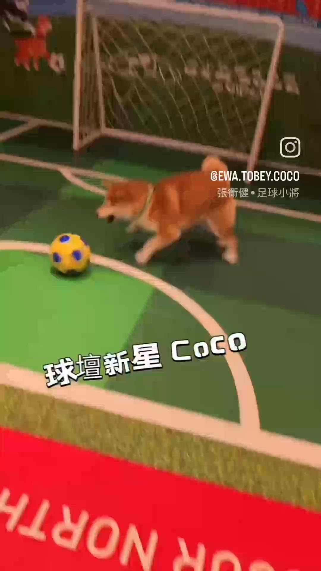 柴界第一鋼門, 波波狂熱分子, 頭槌勁過c朗！

佢生得一副