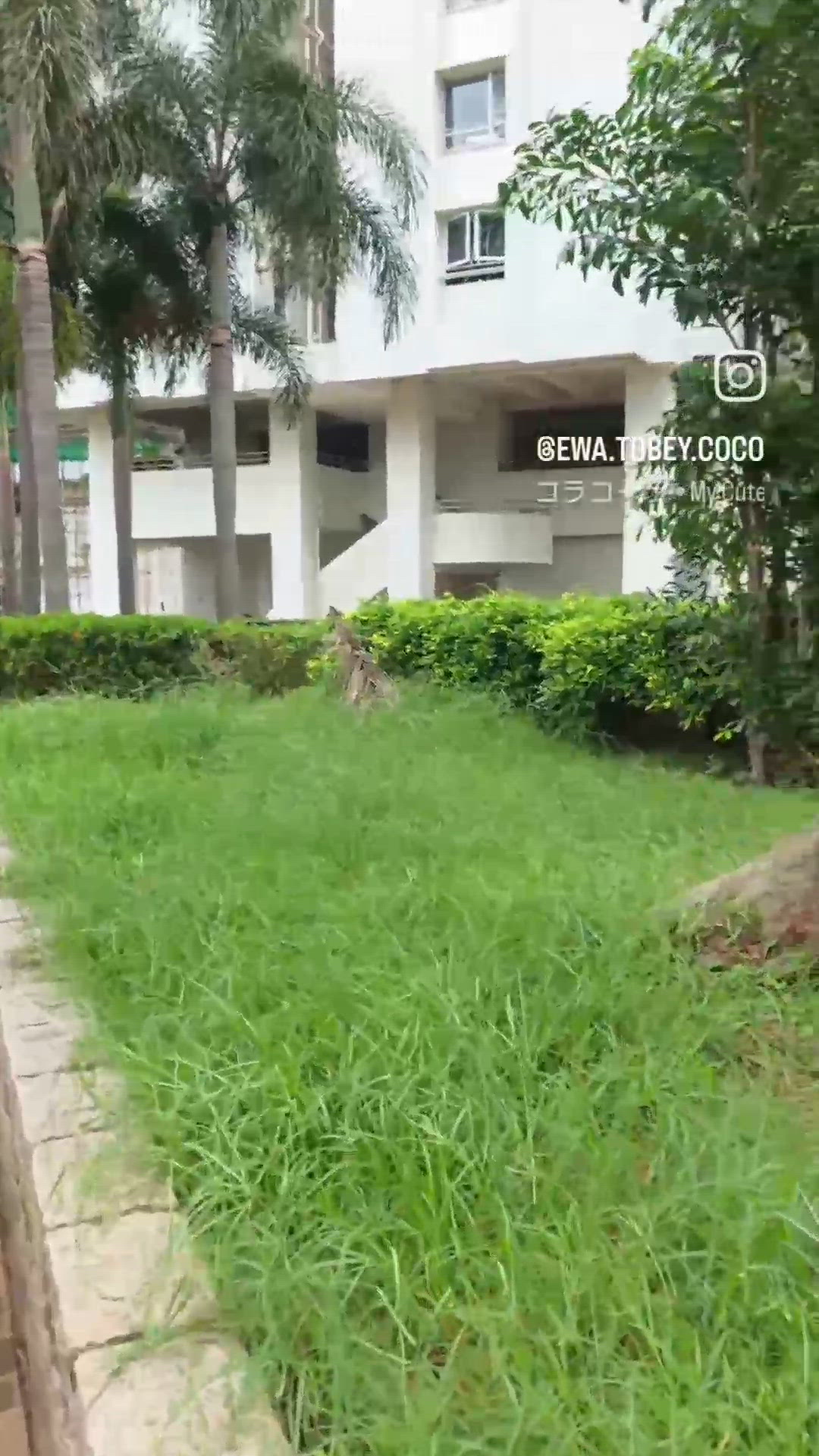 睇見佢兩個玩得咁開心, 真係好治癒. 雖然 Coco成日蝦阿