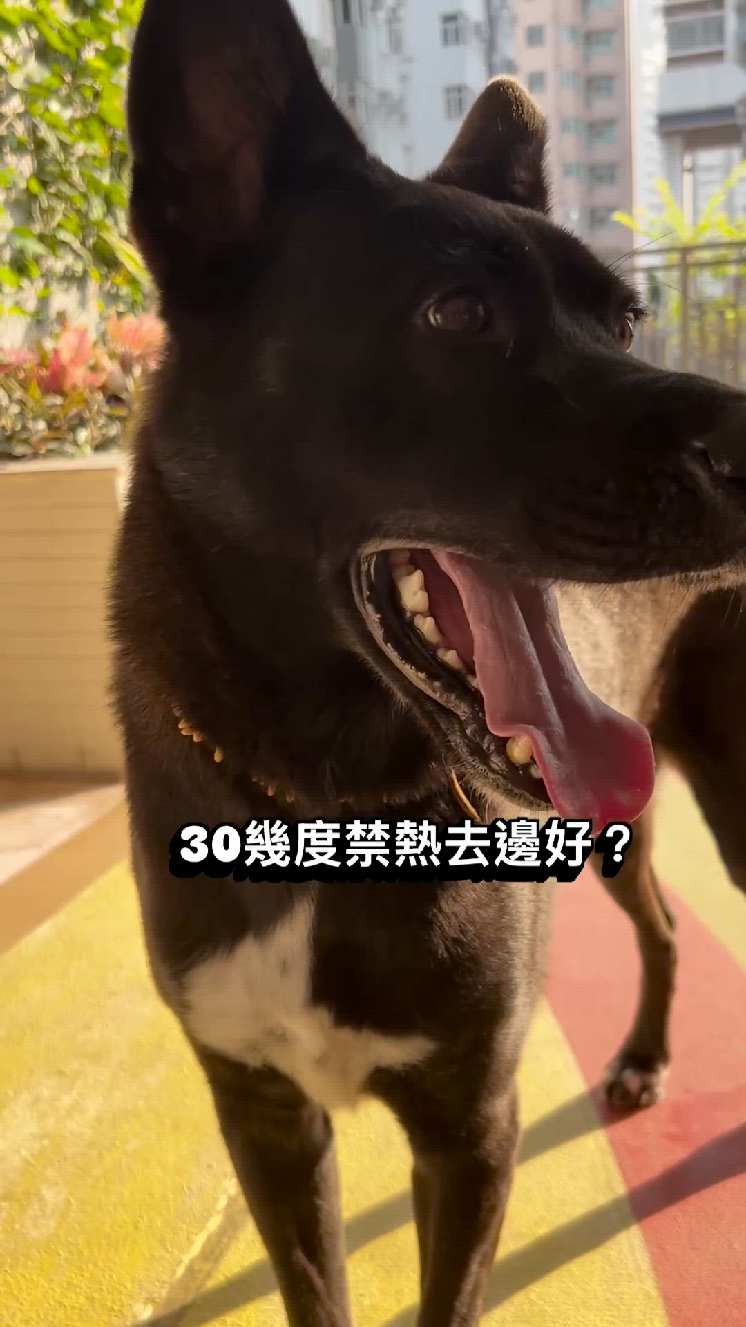 夏日🌞🐶放電攻略 🚗💨