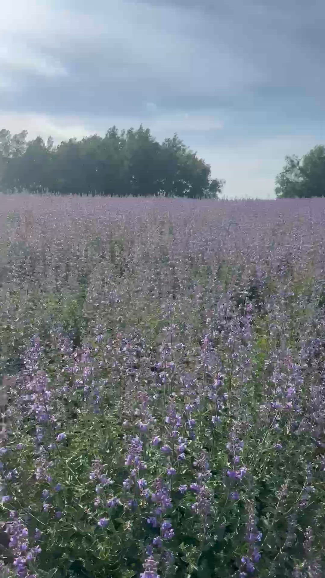 北海道四季彩之丘：薰衣草七彩拼布花田🤩