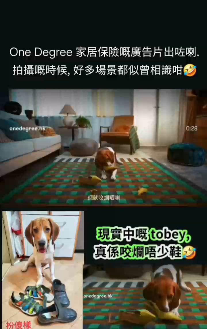 現實中嘅 tobey 同廣告中嘅 tobey仔玩吓 cros