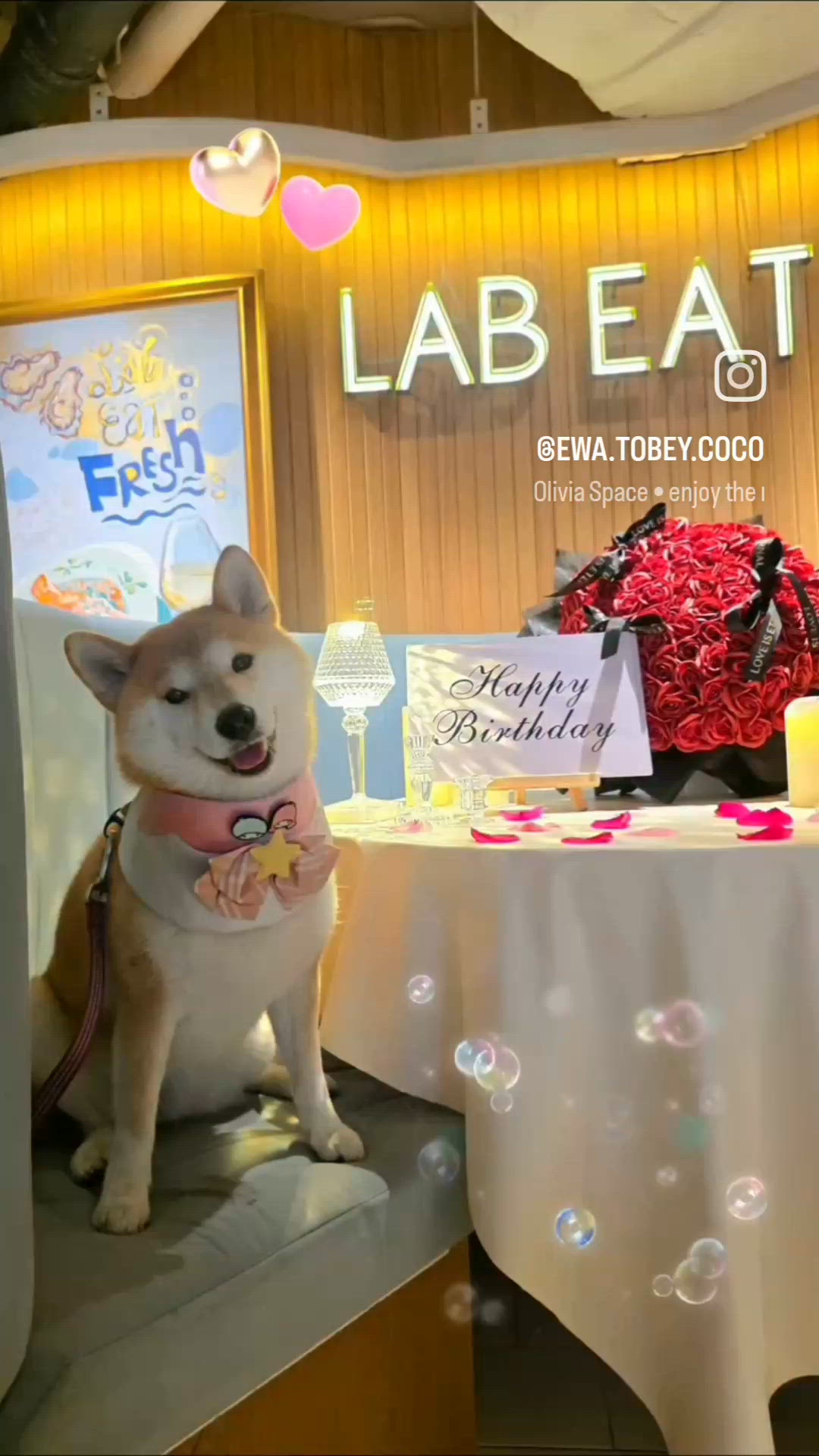 旺角 T.O.P 間 LAB EAT 真係要推介！Pet-f